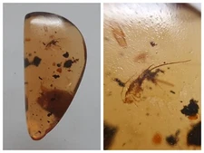 100 MILL. YEARS OLD BURMITE AMBER WITH SILVERFISH  (ABR15/35)