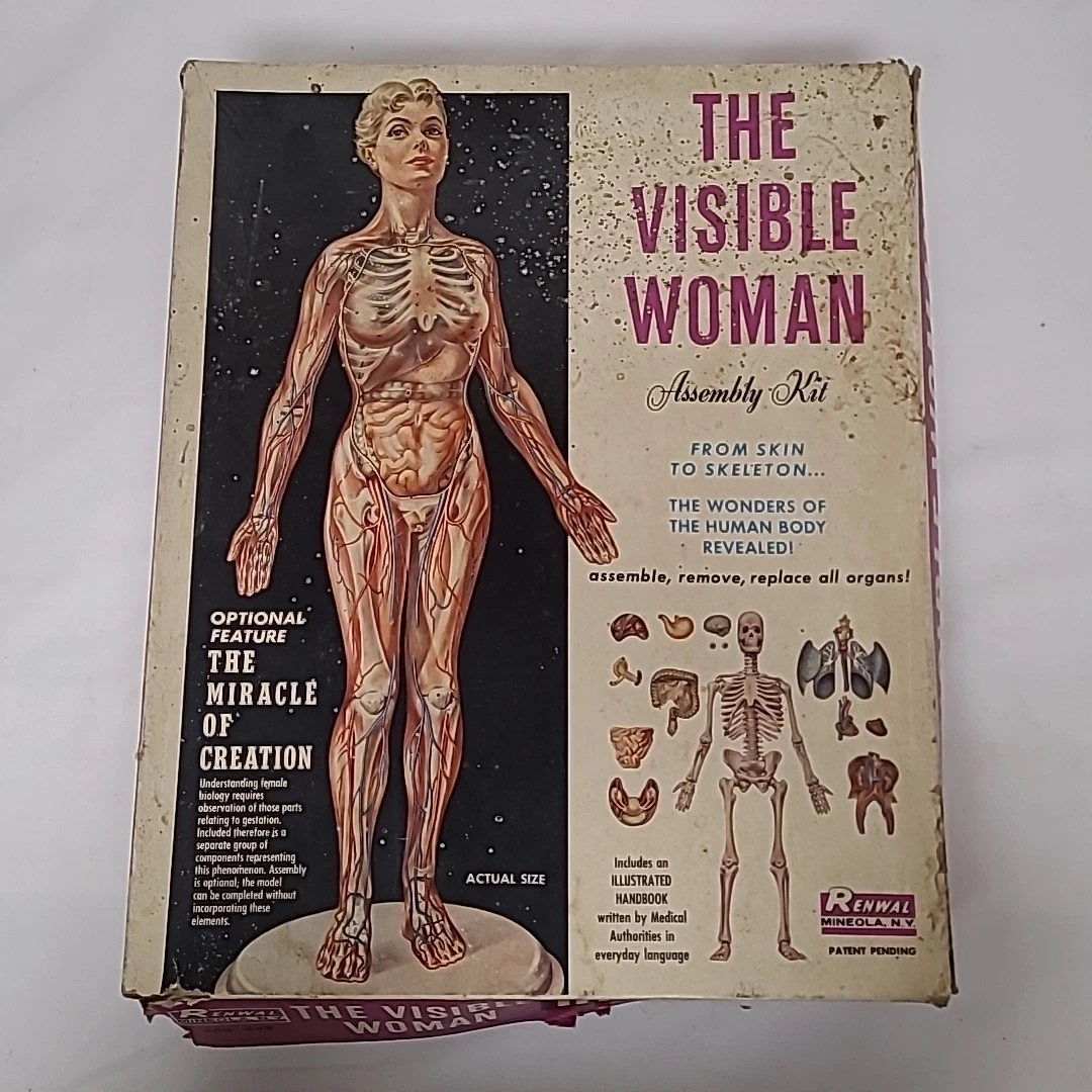 Renwal – The Visible Woman – Jeu Scientifique Anatomie – Option Gestation – Vintage 804/498