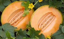 Premium Delicious 51 Cantaloupe - Fresh Heirloom Seeds - Very early Very Sweet 
