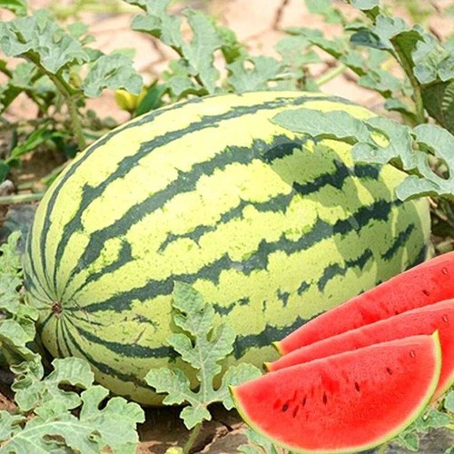 40pcs Watermelon Seeds Melon Organic Fruit Seasonal Sowing ♢ - Picture 2 of 20