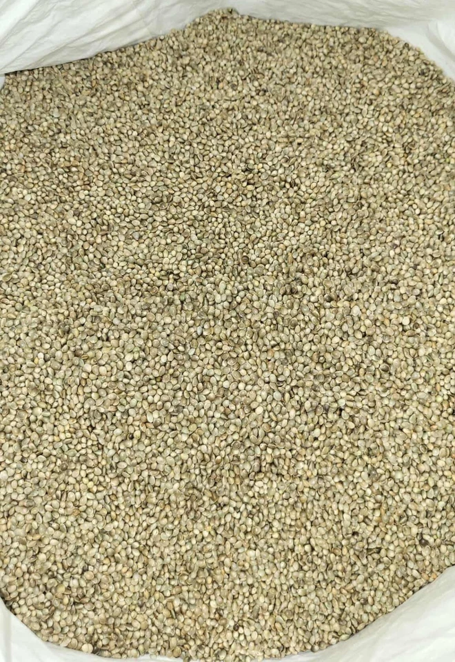 Premium Kosher Hemp Seed Nuts – 100% Food Grade & Nutrient-Rich! - Image 3 of 4