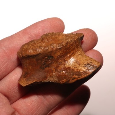 Dinosaur Process / Skull Connection Fossil - Hell Creek Formation - Cretaceous