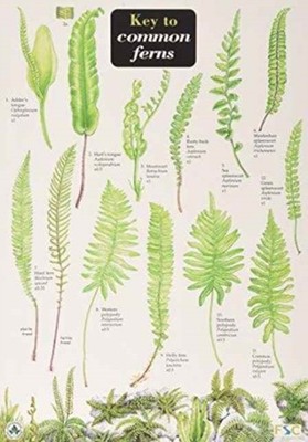 Key to Common Ferns by James Merryweather (Other book format)