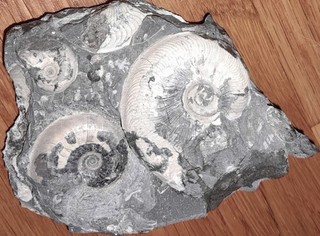 kleine Stufe mit Leioceras opalinum Schalenerhaltung Dogger Ostalb