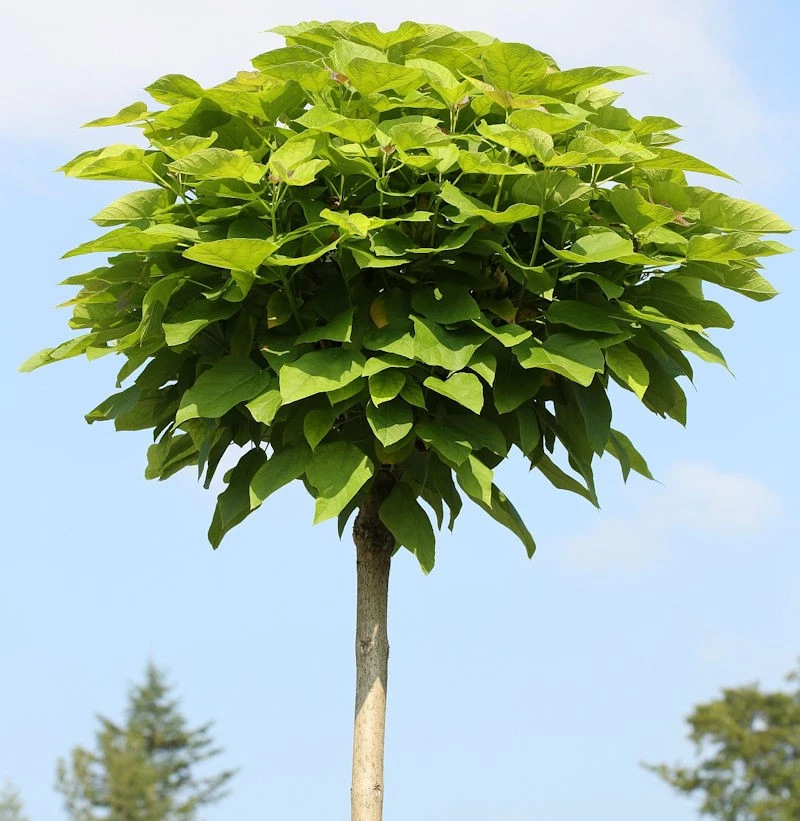 Hochstamm Trompetenbaum 80-100cm - Catalpa bignonioides - Bild 1 von 1