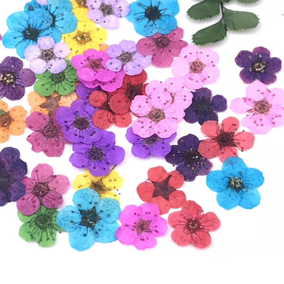 20x Natural Dried Flower DIY Manicure Drip Glue Pressed Nail Art Tips Decoration - Image 4 of 4