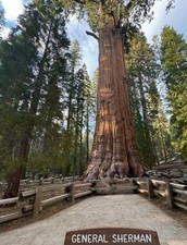 Sequoia National Park Redwood Tree General Sherman - 8