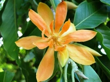 Magnolia champaca | Yellow Orchid Tree | 5_seeds