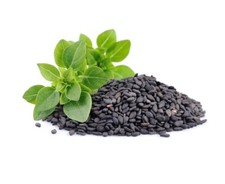 Organic Basil Seeds Ocimum Basilicum بذور الريحان الحبق
