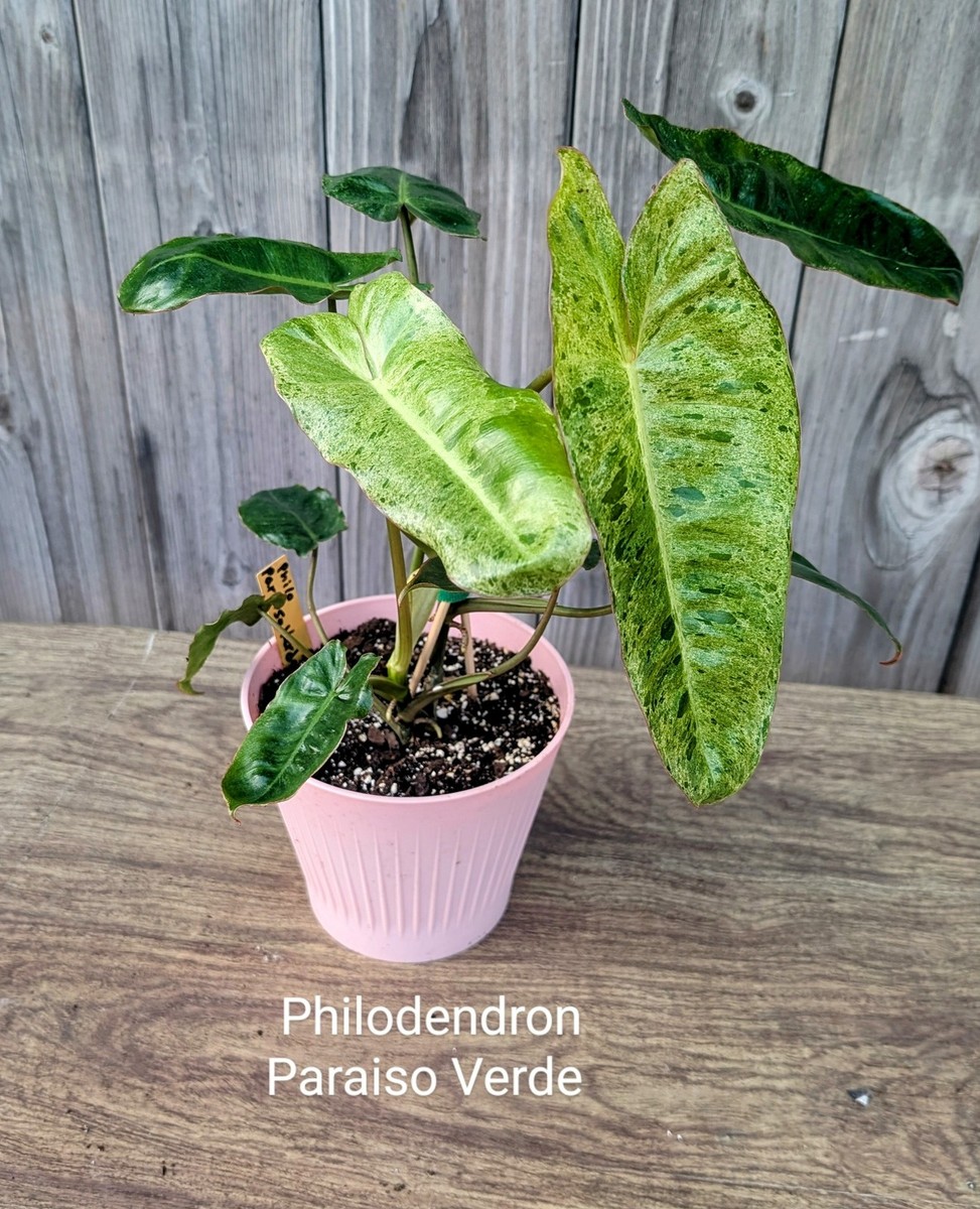 Philodendron Paraiso Verde 4" | eBay
