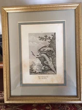 Framed 1805 Copper Plate Engraving " The Sturgeon/Mystus "