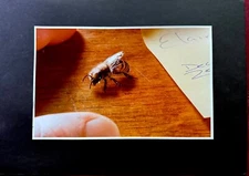 Industrial Light & Magic concept art - "The Bee" - un-produced John Hughes film