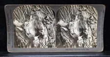 Antique Keystone Co Stereoview Bird Young Woodpecker Home Nature Rare Find