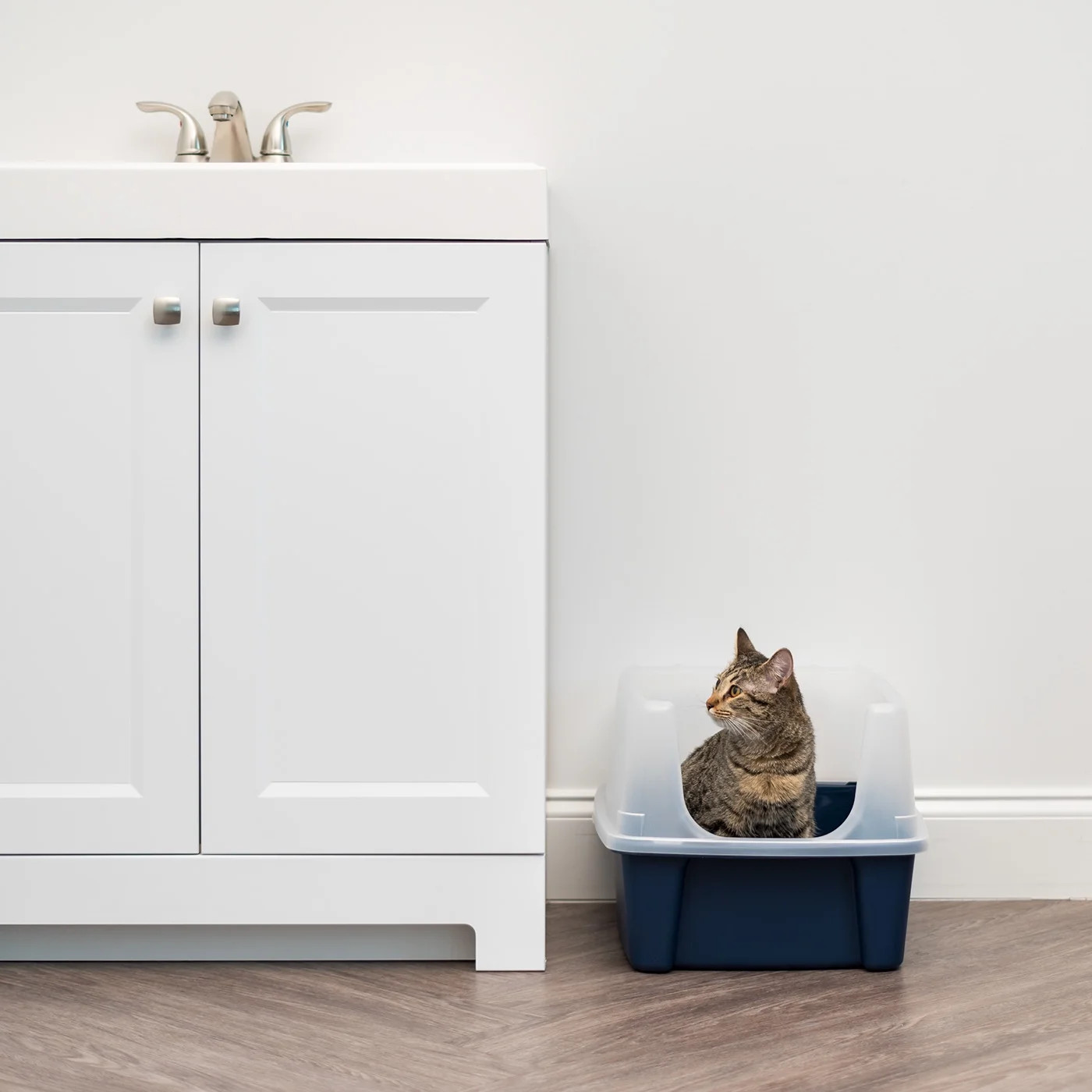 IRIS USA Open-Top Cat Litter Box with Shield and Scoop, Navy Free Shipping