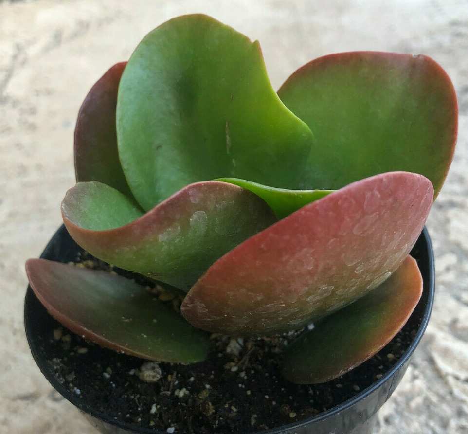beautiful succulents Succulent Arrangement