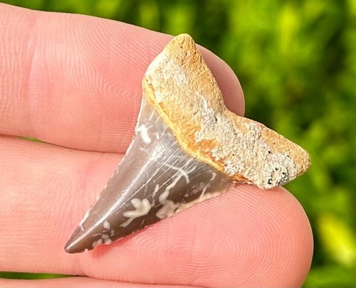NICE Fossil Sharks Tooth Macrorhizodus Dakhla Morocco Mako Great White Ancestor