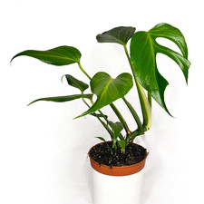 Monstera 'Burle Marx Flame' RARE 15cm - Houseplant- Home Decor- Tropical Plant