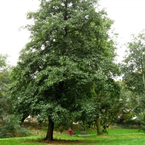 Italian Alder (Alnus cordata ) 30 Seeds - Photo 1 sur 3