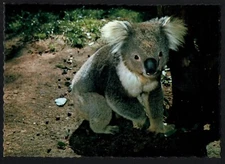 A2631 Australia Animals Koala NCV postcard