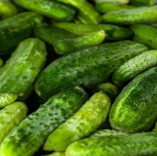 300 Boston Pickling Cucumber Seeds NON-GMO Cucumber Seeds (300 Seeds)