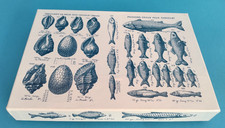 627.   Rokoko massive stabile LEERE Schokoladenschachtel ideale Geschenkaufbewahrung Sammler