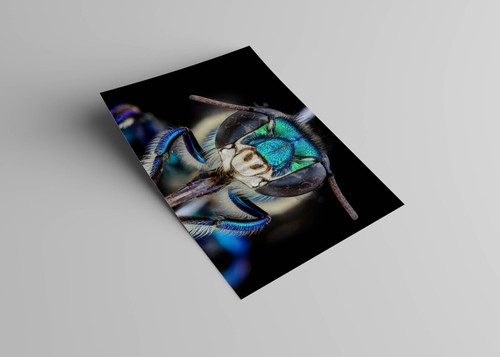 "Póster EUGLOSSA IMPERIALIS, Orquídea Abeja Macro Impreso SIN BORDES 19x13" - Imagen 2 de 2