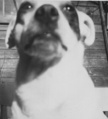 1940s Cute Dog Close Up Portrait Beloved Pet Sitting Outdoors By House Wall