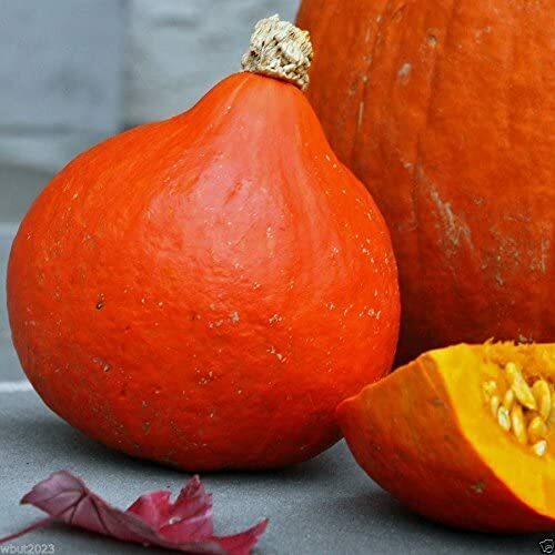 Japanese Red Kuri Squash Seeds | Uchiki Kuri | Heirloom | Free Shipping ...