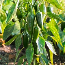 Chilli Pepper 'Jalapeno M' Plugs x5 - Classic Medium Hot Mexican Pepper Fruit