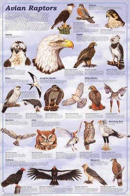 (24x36) Avian Raptors Birds Of Prey Educational 36''L x 24''W, Multicolored 