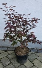 Acer palmatum 'Atropurpureum' / Roter Fächerahorn - Ahornbaum für den Garten