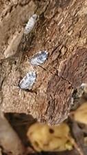 Dairy Cow Isopods -Porcellio, laevis 10 for 21.99 , Live Clean Up Crew
