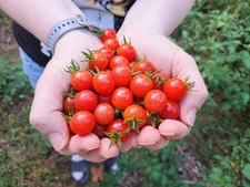 100 Everglades Tomato Seeds - Open Pollinated