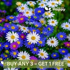 Swan River Daisy Mix 5500 Seeds - Brachycome Blooming Beauty for Every Garden