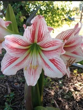 3 Amaryllis Bulbs Blooming Size
