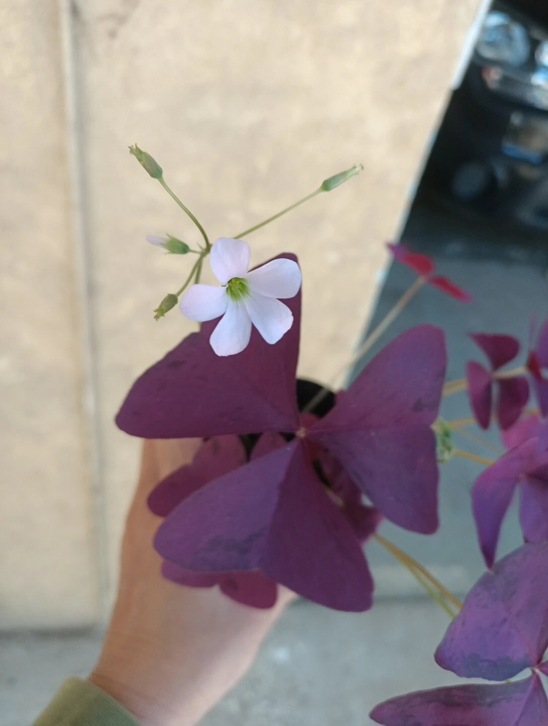 Picture 6 of 16