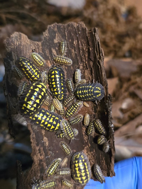 50+ Ct Armadillidium Gestroi Isopods