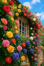 200 Climbing Rose Seeds Mixed 6 Color - Non-GMO Vine Flower for Garden Decor...