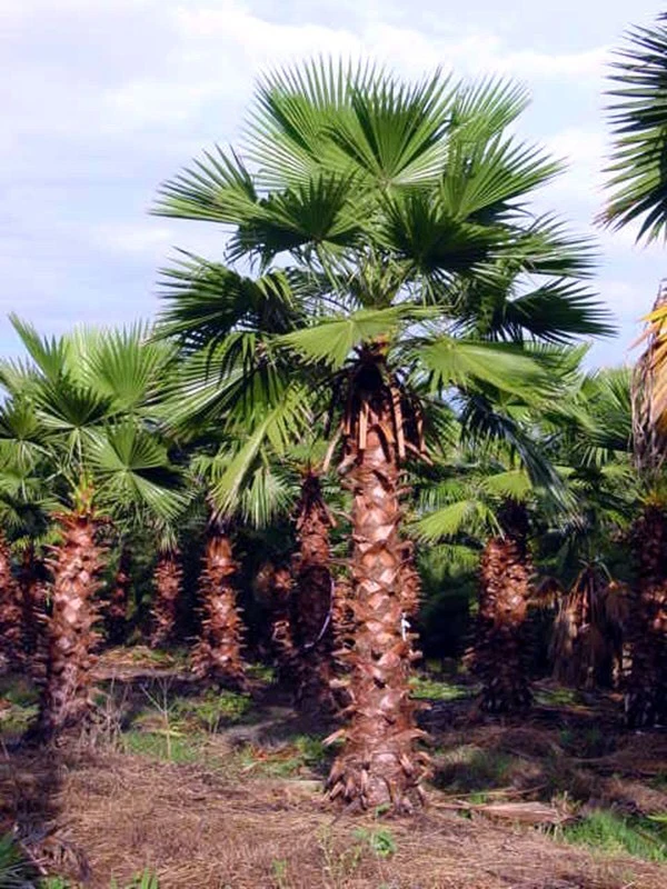 Mexican on sale palm tree