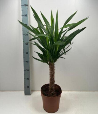 nova zembla rhododendron Nova Zembla Rhododendron – Plant Detectives main image 1