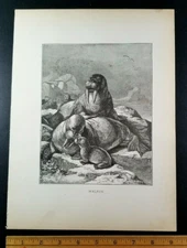 WALRUS BULL MOMMA & CALF Authentic 19th Century 1885 LITHOGRAPH PRINT Specht