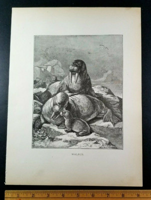 WALRUS BULL MOMMA & CALF Authentic 19th Century 1885 LITHOGRAPH PRINT Specht