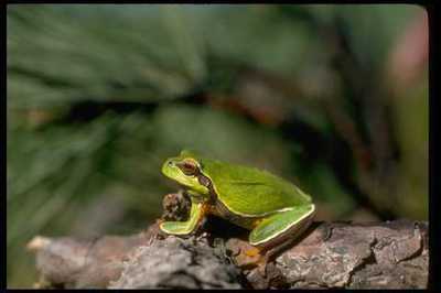 416037 Pine Barrens Tree Frog A4 Fotodruck