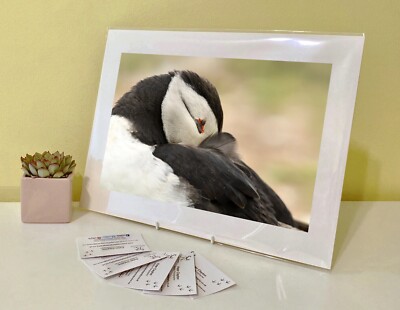 Kunstdruck Bild Bild Foto Fotografie - Papageientaucher Seevogel | Natur | Tierwelt