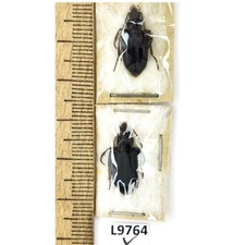 Carabidae, Laemostenus sp., 2 ex., A1, Türkiye