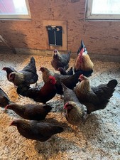 Bruteier Zwerg Welsumer Rebhuhnfarbig Inkl