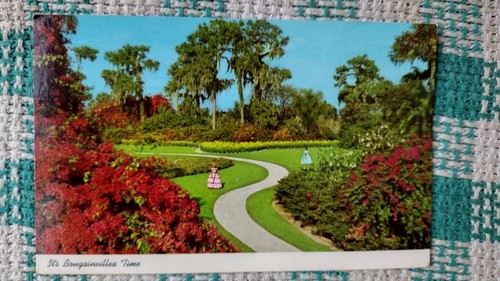 SCHÖNE POSTKARTE FLORIDAS ZYPRESSENGÄRTEN FLORIDA - Bild 10 von 14