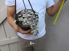 Variegated String of Hearts Ceropegia Woodii pot Succulent