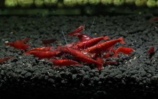 Bloody Mary Shrimp Neocardinia Davidi Live Freshwater Shrimp fun Addition