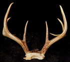Deer Antler Rack Scull Cap 8 Point Lot H — photo 5